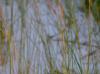 Spartina patens