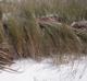 Spartina patens