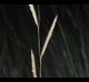Spartina patens