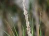 Sporobolus virginicus