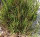 Sporobolus virginicus