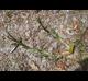 Stenotaphrum secundatum