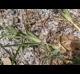 Stenotaphrum secundatum