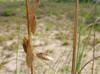 Uniola paniculata