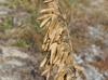 Uniola paniculata