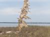 Uniola paniculata