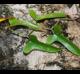 Smilax auriculata