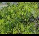 Smilax auriculata