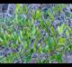 Smilax auriculata
