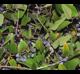 Smilax auriculata