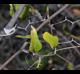 Smilax auriculata
