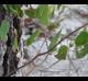 Smilax auriculata