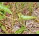 Smilax auriculata