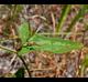 Smilax auriculata