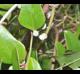 Smilax auriculata