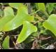 Smilax auriculata