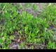 Smilax auriculata