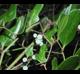 Smilax auriculata
