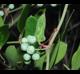 Smilax auriculata