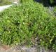 Smilax auriculata