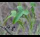 Smilax bona-nox