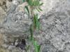 Smilax bona-nox