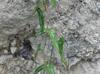 Smilax bona-nox