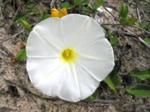 image of Ipomoea imperati