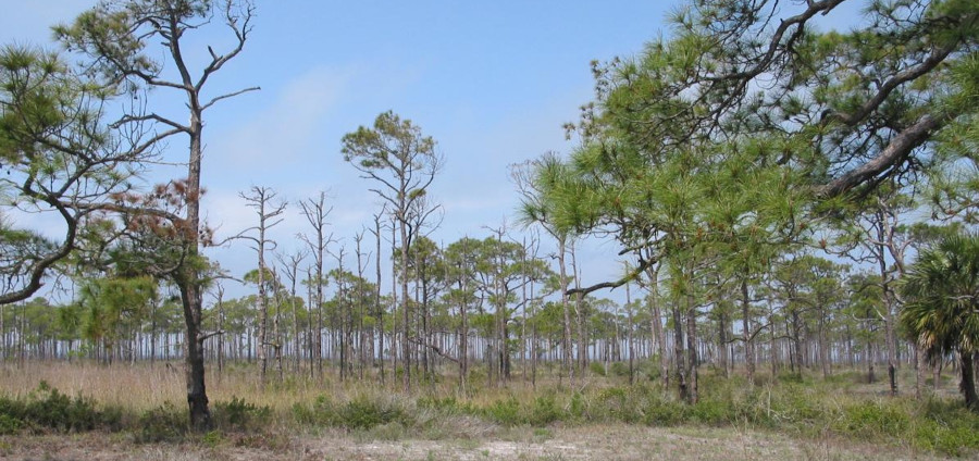 Pinus elliottii forest, St. George Island, FL.