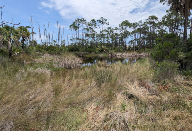 Marsh, pond, and pines in Apalachicola Bay National Estuarine Research Reserve, St. GFeorge Island, FL