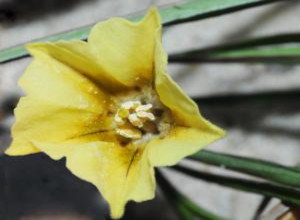 image of Physalis angustifolia