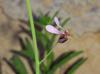 Streptanthus cutleri
