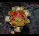 Opuntia macrocentra