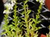 Sedum wrightii