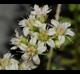 Sedum wrightii