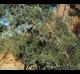 Cupressus arizonica-variety