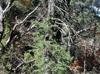 Cupressus arizonica