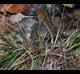 Carex planostachys