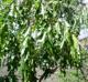 Quercus gravesii