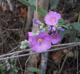 Sphaeralcea angustifolia