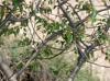 Prunus serotina