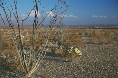 Desert landscape: Big Bend National Park, Texas