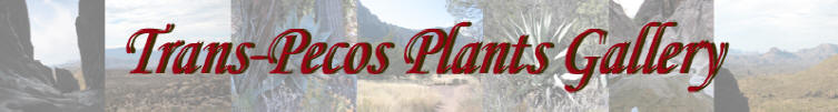 Trans Pecos Plants Digital Gallery