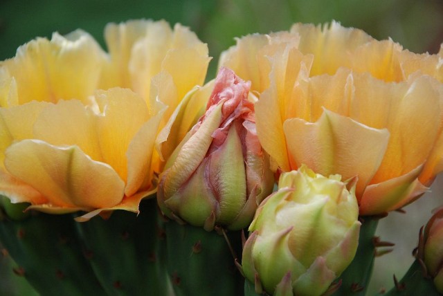 Opuntia engelmannii: Big Bend National Park