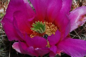 image of Echinocereus stramineus