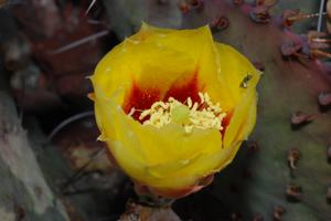 image of Opuntia_macrocentra