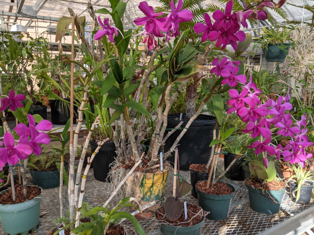 Dendrobium orchids blooming in the SFASU Biology greenhouse
