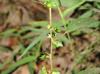 Acalypha virginica