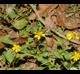 Acmella oppositifolia