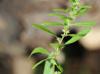 Amaranthus tuberculatus